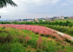 雲南省昆明市宜良縣三角梅種植基地