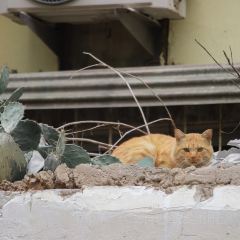 蜜雪冰城(建设西路国棉四厂南门店) User Photo