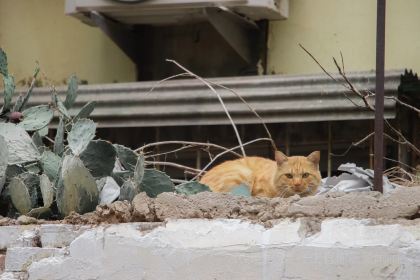 蜜雪冰城(建设西路国棉四厂南门店)