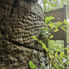 鐘大叔桂花烤羊用戶圖片