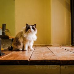 手感優焙張用戶圖片