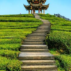 伍家台貢茶張用戶圖片