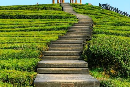 伍家台贡茶(兴隆大道店)