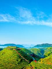 大仙峰・茶美人景区