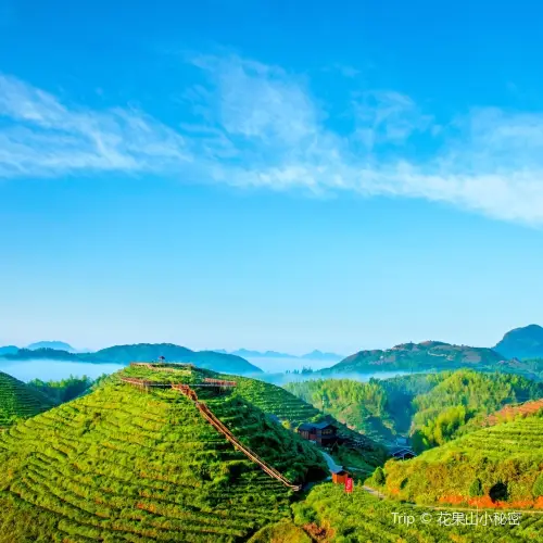 大仙峯茶美人景區
