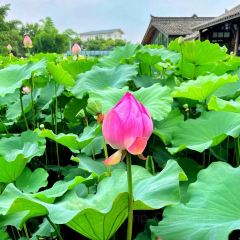 Xue Tao · In the Yard User Photo
