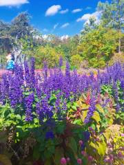 Yongzhou Forest Botanical Garden