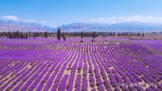 Princess Jieyou Lavender Garden