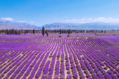 Princess Jieyou Lavender Garden