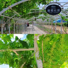 龙谕酒庄·餐饮部 User Photo