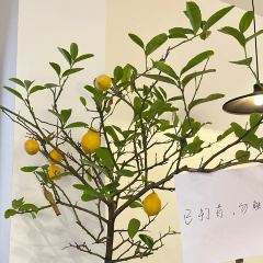 未时餐厅(洗马河老附中店) User Photo