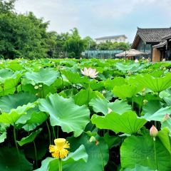 Xue Tao · In the Yard User Photo