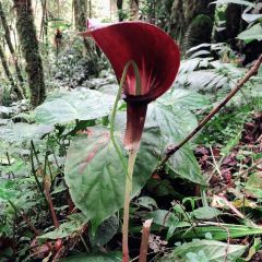 Starbucks User Photo