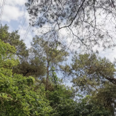 鐘大叔桂花烤羊用戶圖片