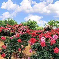 Wanhuagu Rose Manor User Photo