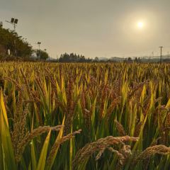 梅峰饭店 User Photo