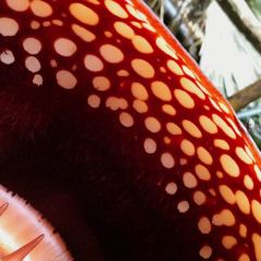 Starbucks User Photo