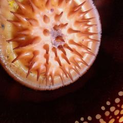 Starbucks User Photo