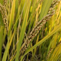 梅峰饭店 User Photo