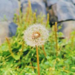 松潘上磨康萨藏家乐 User Photo