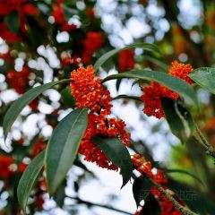 鑫金川鱼庄 User Photo