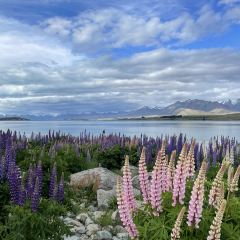 lake tekapo tavern張用戶圖片
