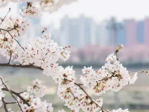 Фухуа Национальный лесный парк