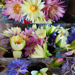 哈尼人家 User Photo