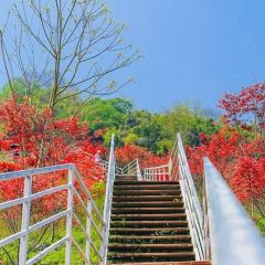 柒月麓山 여행 사진