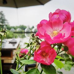 鲜道幸福里(重庆路店) User Photo