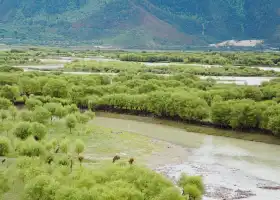 雅尼國家濕地公園