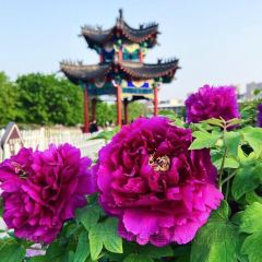 Caozhoumudanyuanhong Soup Lamb Restaurant User Photo