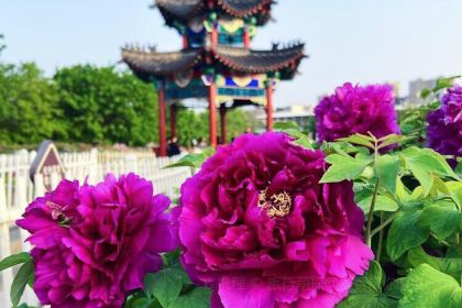 Caozhoumudanyuanhong Soup Lamb Restaurant