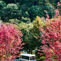 武夷山观蓝舒苑空间·餐厅 User Photo