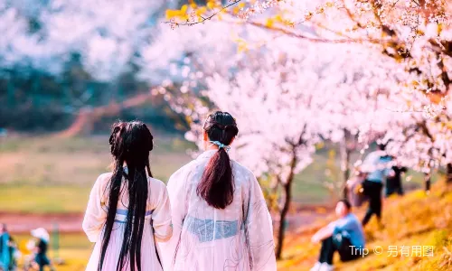 Cherry Blossom Garden in Pingba Farm