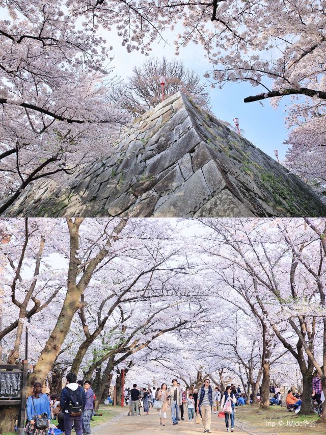 Ishiwarizakura
