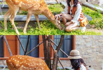 长白山吉视传媒铂尔曼度假酒店·大堂吧 User Photo