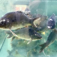 蜀湘园冷水鱼庄(友谊峰路店) User Photo