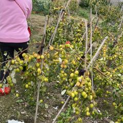野趣園8號庭院張用戶圖片