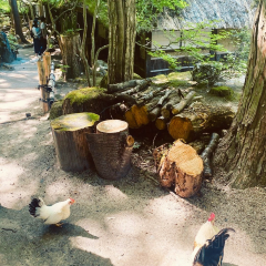 Sansai Cuisine Mitakien 여행 사진
