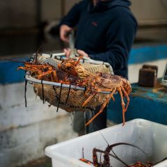 Lobster Shack Tasmania User Photo