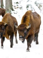 Wisent-Wildnis am Rothaarsteig :: Wisent-Welt-Wittgenstein