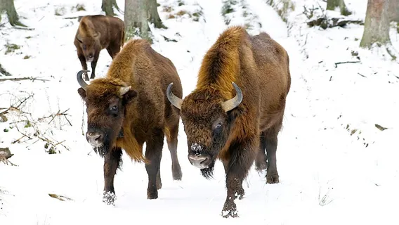 Wisent-Wald Wittgenstein