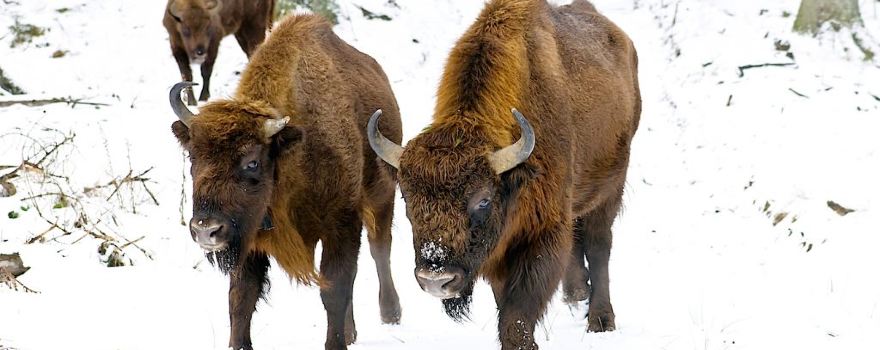 Wisent-Wald Wittgenstein