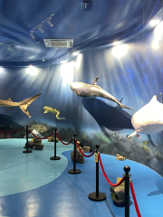 惠州抹香鯨主題館