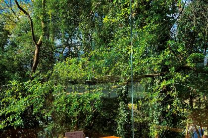 鸟鸣涧野生菌森林餐厅