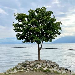 野生菌蒸汽石锅鱼 User Photo