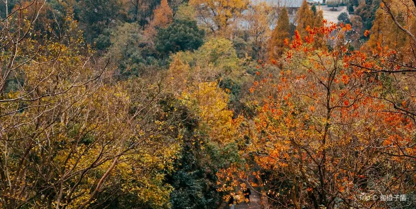 Fall Viewing Attractions