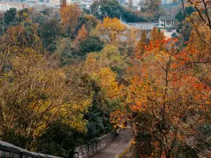 Popular Fall Viewing Attractions in Linhai