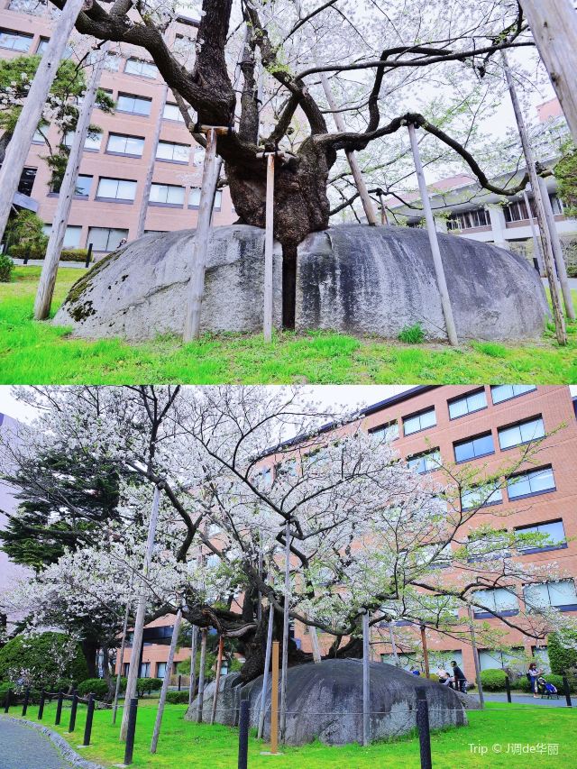 Ishiwarizakura